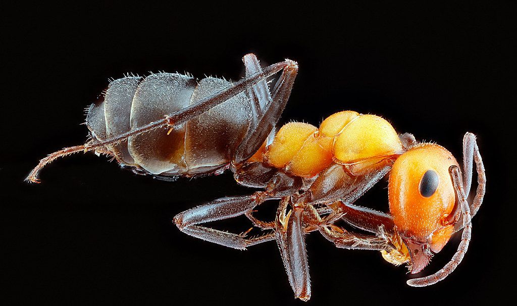Ant Control service in Beaumont, CA