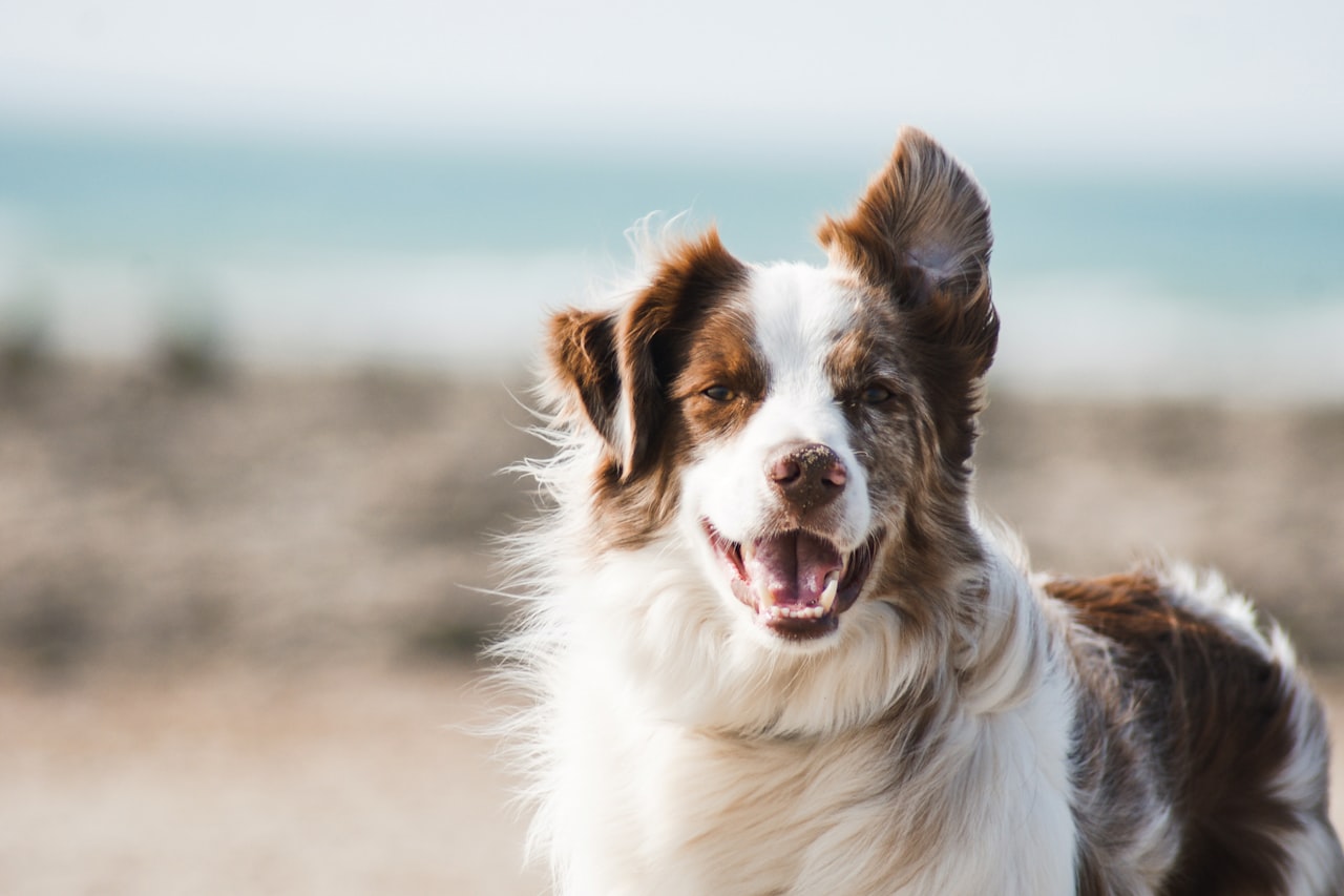 Flea & Tick Control service in Beaumont, CA