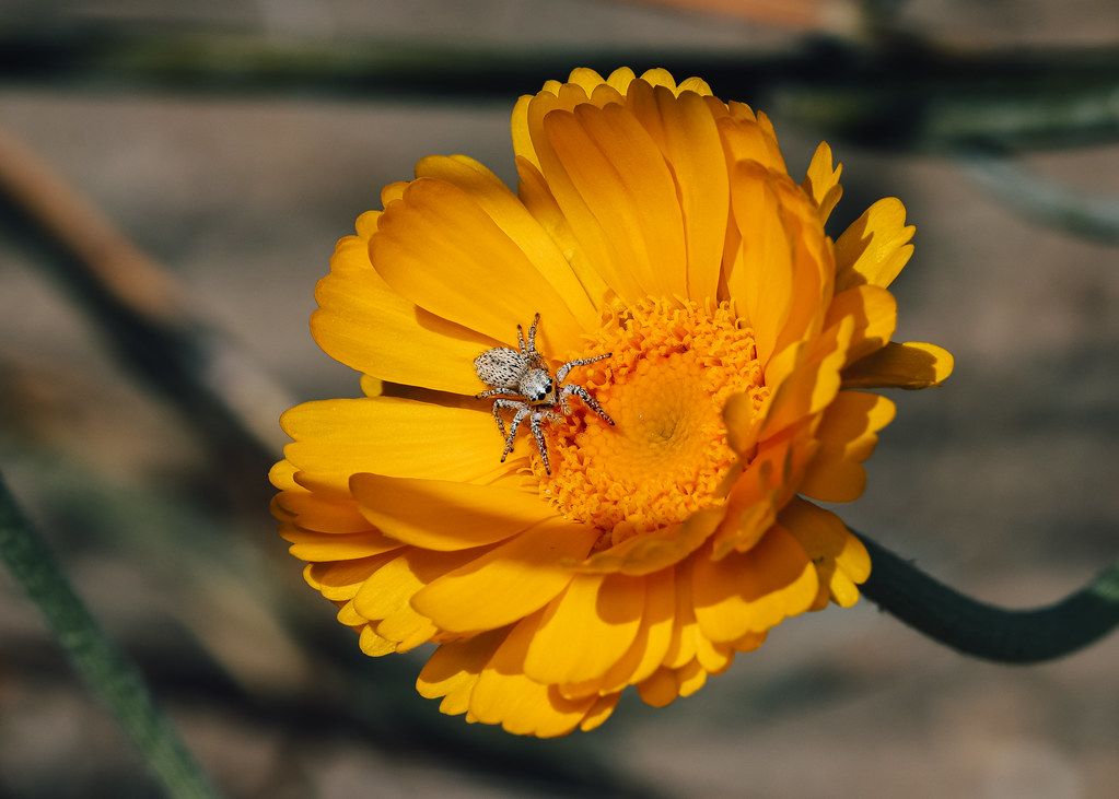 Spider Control service in Beaumont, CA